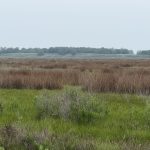 Reeds and grassland in a wetland