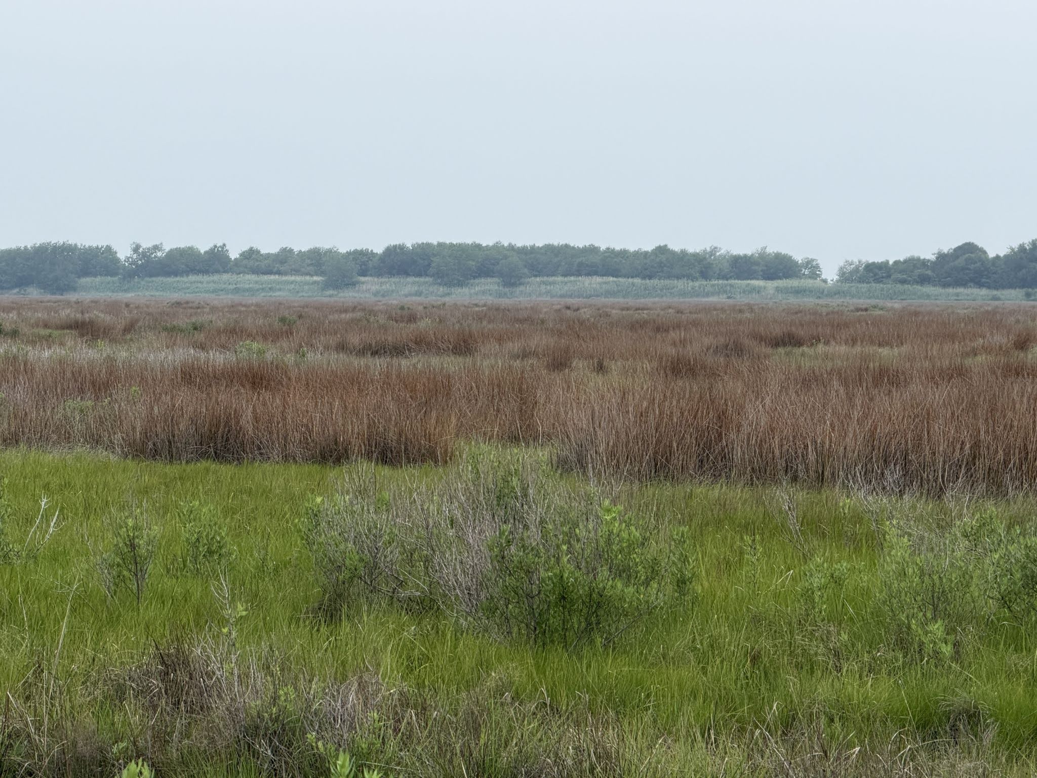 Reeds and grassland in a wetland